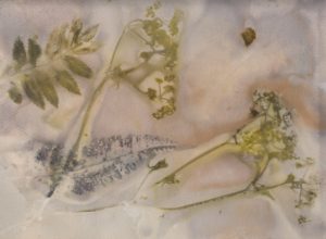 eco dyed woodland paper