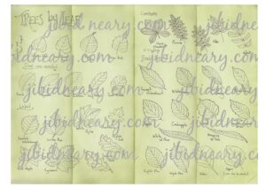 Leaf Identification Chart Digital